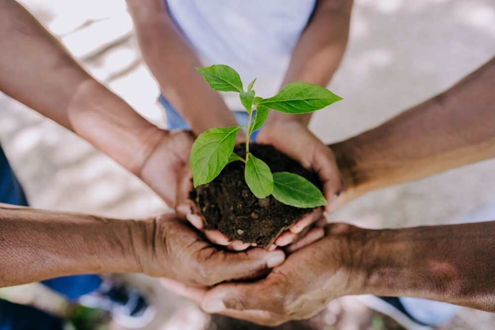 Hands holding a young plant together
